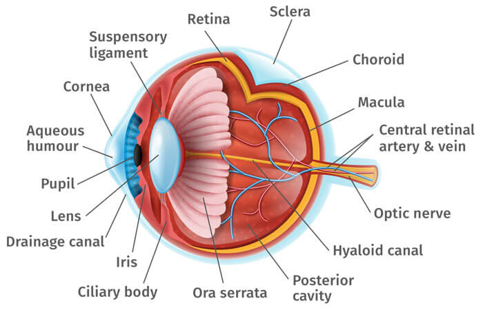Detailed diagram of the eye