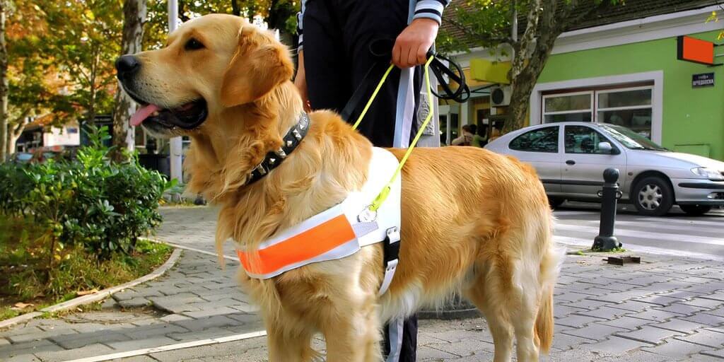 A visually impaired man standing on a street corner with a guide dog.